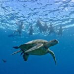 Turtle Canyon Snorkel Adventure in Waikiki - Snorkeling Equipment and Guides