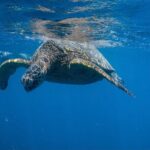 Turtle Canyon Snorkel from Waikiki: Turtles Guaranteed - What You Can Expect at Turtle Canyon Reef