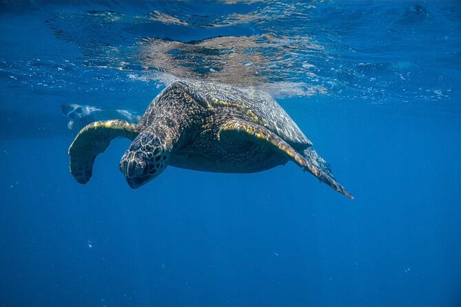 Turtle Canyon Snorkel from Waikiki: Turtles Guaranteed - What You Can Expect at Turtle Canyon Reef