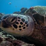 Turtle Canyon Waikiki Snorkel Adventure - Visiting Turtle Canyon and Other Marine Spots