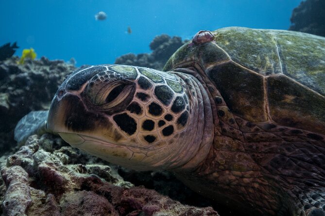 Turtle Canyon Waikiki Snorkel Adventure - Visiting Turtle Canyon and Other Marine Spots