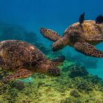 Turtle Canyons Snorkel Excursion from Waikiki, Hawaii - All-Inclusive Snorkeling Equipment for Hassle-Free Water Time