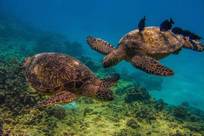 Turtle Canyons Snorkel Excursion from Waikiki, Hawaii - All-Inclusive Snorkeling Equipment for Hassle-Free Water Time