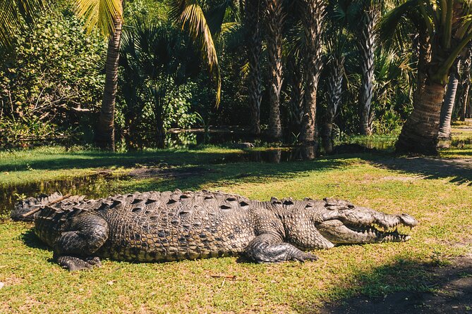 Turtle Release Escobilla Sanctuary and crocs in Ventanilla. - Visiting La Escobilla Sanctuary: Mexico’s Key Turtle Nesting Site