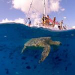 Turtle Snorkeling Boat Tour and Adventure in Waikiki - Snorkeling at Turtle Canyon: An Up-Close Encounter