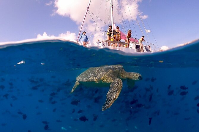 Turtle Snorkeling Boat Tour and Adventure in Waikiki - Snorkeling at Turtle Canyon: An Up-Close Encounter