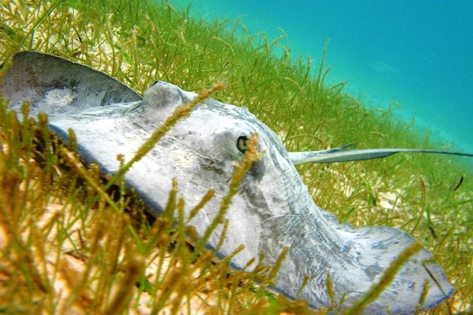 Turtles and Cenote from Riviera Maya - Discovering Akumal, the Turtle Sanctuary