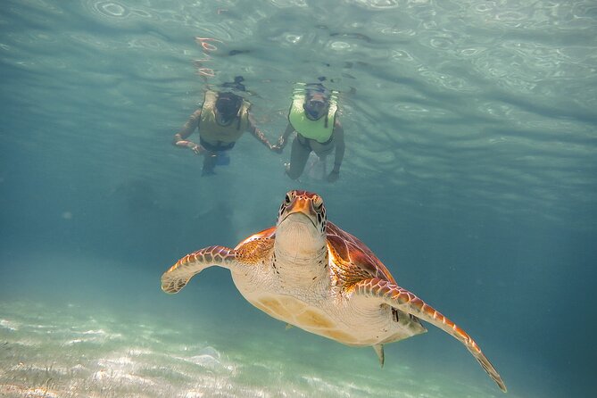 Turtles & Cenote! Half Day from Riviera Maya & Playa del Carmen - Exploring the Underground Rivers in Puerto Aventuras