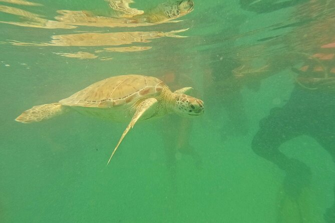 Turtles Encounter Akumal! Small group from Playa del Carmen - How the Tour Operates from Playa del Carmen