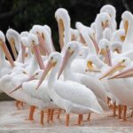 Two-Hour Everglades Dolphin, Manatee and Birding Boat Tour - Meeting Point and Logistics in Naples