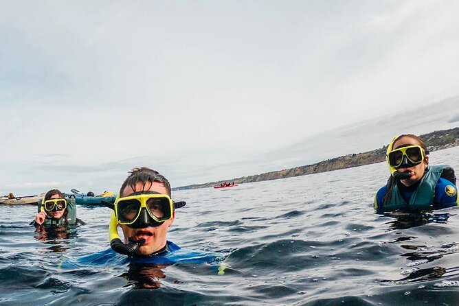 Two Hour Kayak and Snorkel Tour for Two in La Jolla - What Marine Life Will You Encounter in La Jolla?