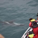 Two-In-One: Whale & Puffin Watching Tours from Reykjavik - Free Time in Reykjavik’s Old Harbour for Lunch