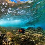 Two Stop Snorkel Adventure from Maui - Exploring Mauis Iconic Molokini Crater