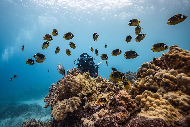 Two Tank Morning Reef Dive and Snorkel - From the Kona Meeting Point to the Ocean’s Best Reefs