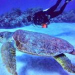 Two tanks local diving for certified divers, SCUBA gear included - What Certified Divers Can Expect During the Dives