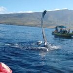 Ultimate 2 Hour Exclusive VIP Whale Watch Tour - Intimate and Accessible Whale Watching from Lahaina Harbor
