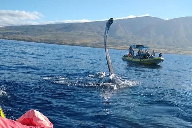 Ultimate 2 Hour Exclusive VIP Whale Watch Tour - Intimate and Accessible Whale Watching from Lahaina Harbor