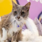Ultimate cat experience at Austin's only cat cafe - The Location: Purrfecto Cat Lounge in Austin, USA