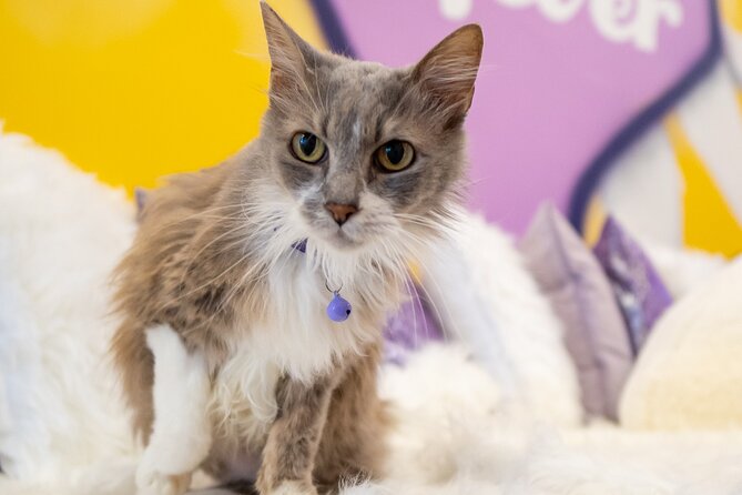 Ultimate cat experience at Austin's only cat cafe - The Location: Purrfecto Cat Lounge in Austin, USA