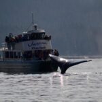 Ultimate Juneau Whale Watch Plus Mendenhall Glacier Photo Stop - Starting Point and Transportation from Juneau