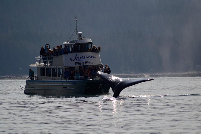 Ultimate Juneau Whale Watch Plus Mendenhall Glacier Photo Stop - Starting Point and Transportation from Juneau