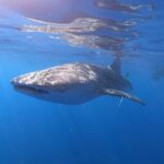 Ultimate Ocean Encounters Midday Snorkel - Setting Sail from Kona’s Coast