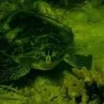 Ultimate Private Scalloping Adventure in Crystal River - Starting Point at Pete’s Pier Marina in Crystal River