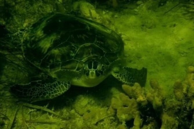 Ultimate Private Scalloping Adventure in Crystal River - Starting Point at Pete’s Pier Marina in Crystal River