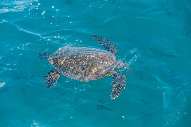 Ultimate Sunset Turtle Snorkeling Ocean Sports with Transport - Snorkeling with Sea Turtles and Marine Life