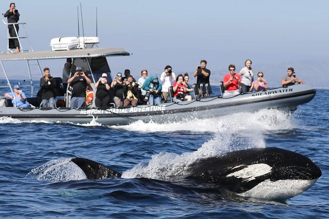 Ultimate Whale Watching Tour aboard the SuperRib: 24 People Max - From Newport Beach Harbor to Open Ocean: The Transit Experience