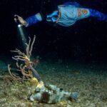 Under the Stars Twilight Snorkel and Seaside Dinner at Money Bar - Starting Point at The Money Bar Beach Club in Cozumel