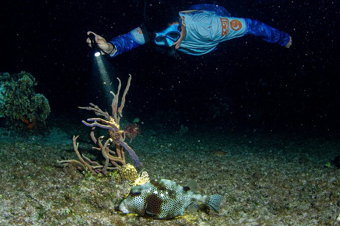 Under the Stars Twilight Snorkel and Seaside Dinner at Money Bar - Starting Point at The Money Bar Beach Club in Cozumel