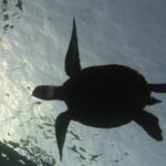 Underwater Scooter Dive (Certified Divers Only) Makena Wailea - How Certified Divers Access the Underwater Scooter Experience in Maui