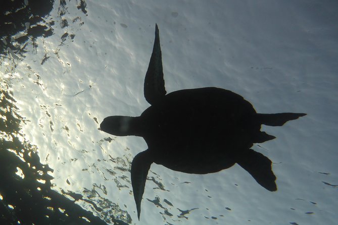 Underwater Scooter Dive (Certified Divers Only) Makena Wailea - How Certified Divers Access the Underwater Scooter Experience in Maui