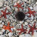 Unforgettable kayaking adventure in Pula! - Starting Point at Valovine Beach Stoja in Pula