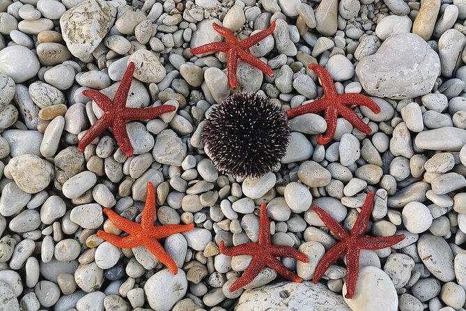 Unforgettable kayaking adventure in Pula! - Starting Point at Valovine Beach Stoja in Pula