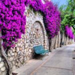 Unique Beauty and Heritage - Capri Walking Tour - Starting at Marina Grande, Capri’s Vibrant Harbor