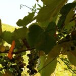 Unique EnoBike experience with tasting in 2 excellent wineries - Exploring the historic Azienda Agricola Palazzone