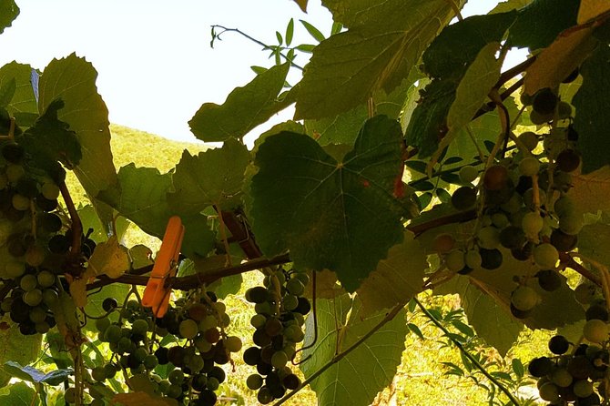 Unique EnoBike experience with tasting in 2 excellent wineries - Exploring the historic Azienda Agricola Palazzone