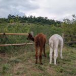 Vaihingen an der Enz: Guided alpaca hiking tour in idyllic countryside - Discover the Tranquility of Ensingen’s Countryside