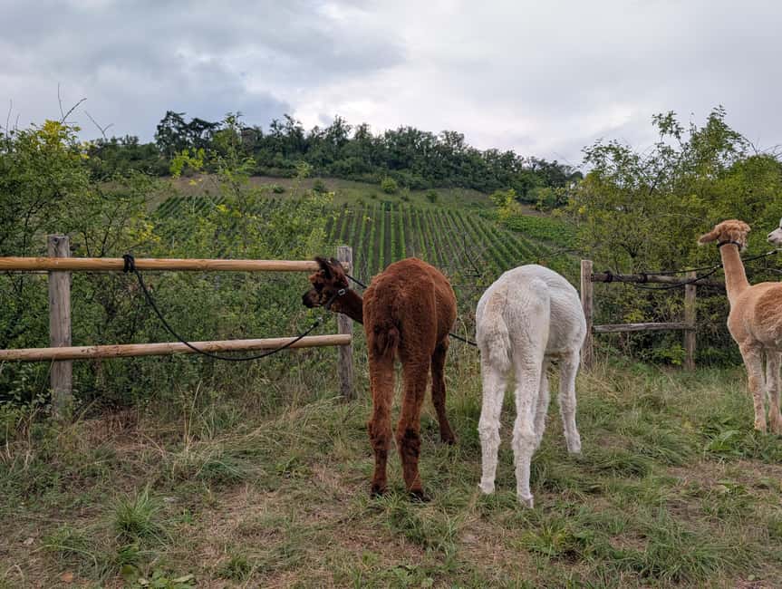 Vaihingen an der Enz: Guided alpaca hiking tour in idyllic countryside - Discover the Tranquility of Ensingen’s Countryside