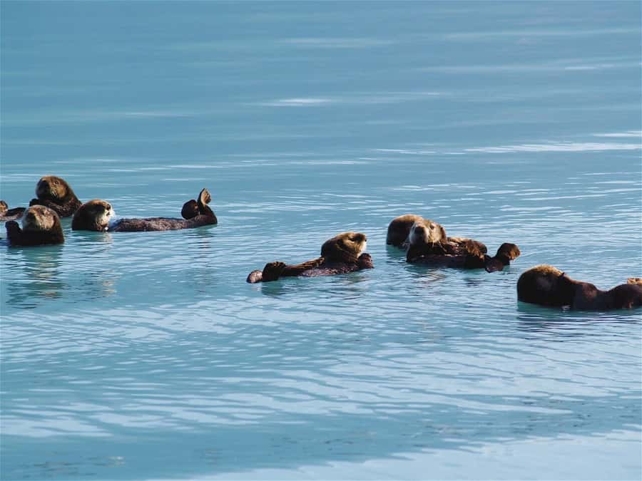 Valdez: Duck Flats Sea Kayak Tour - Starting Point and Tour Logistics in Valdez