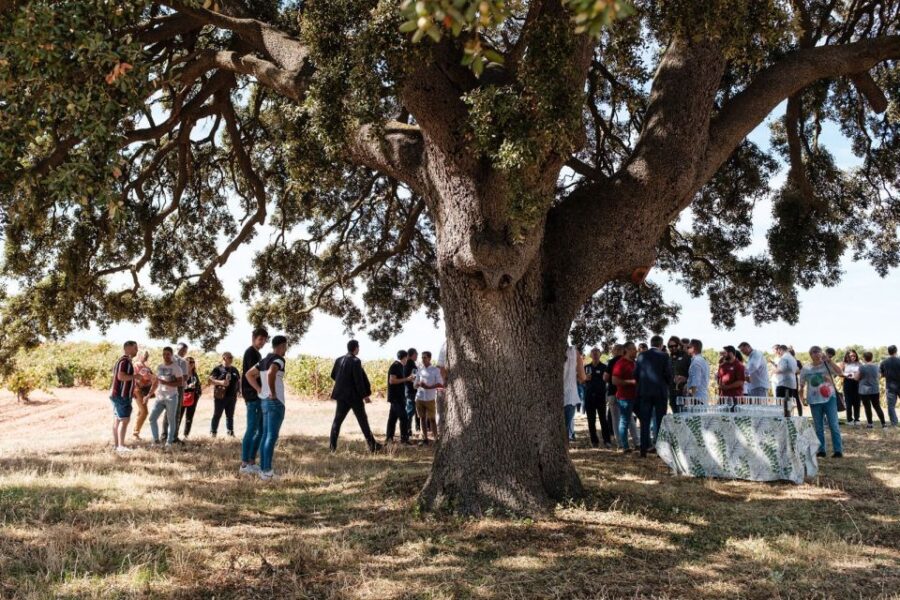 Valencia: Winery Visit with Vineyard Tour & Wine Tasting - Visiting a Family-Owned Vineyard in Caudete de las Fuentes