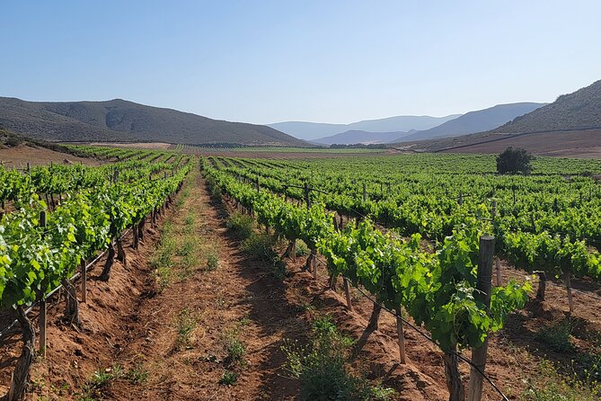 Valle de Guadalupe Private Wine Tour - Creating a Customizable Itinerary in Valle de Guadalupe