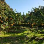Valley of the Temples: Kolymbethra Garden Entry Ticket - The Unique Setting of Kolymbethra Garden in the Valley of the Temples