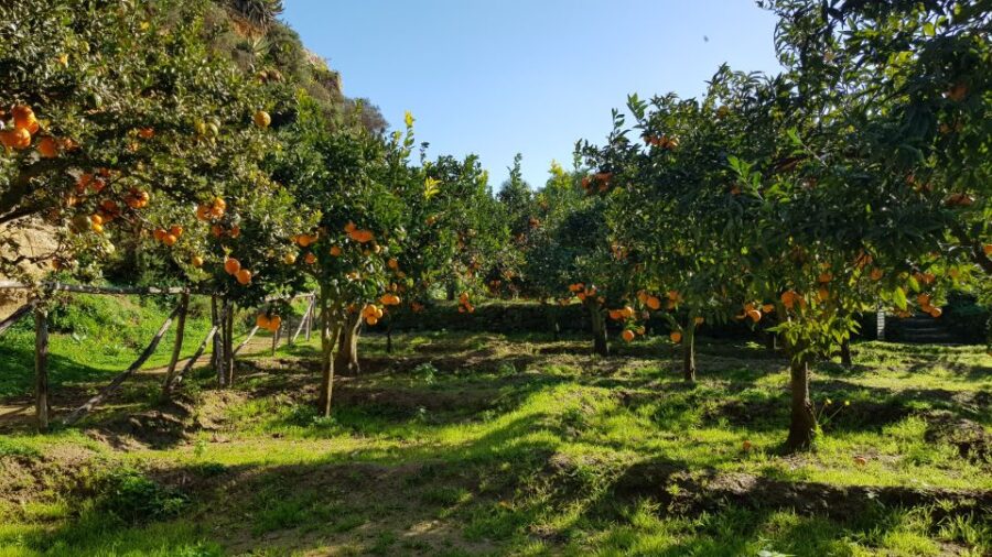 Valley of the Temples: Kolymbethra Garden Entry Ticket - The Unique Setting of Kolymbethra Garden in the Valley of the Temples