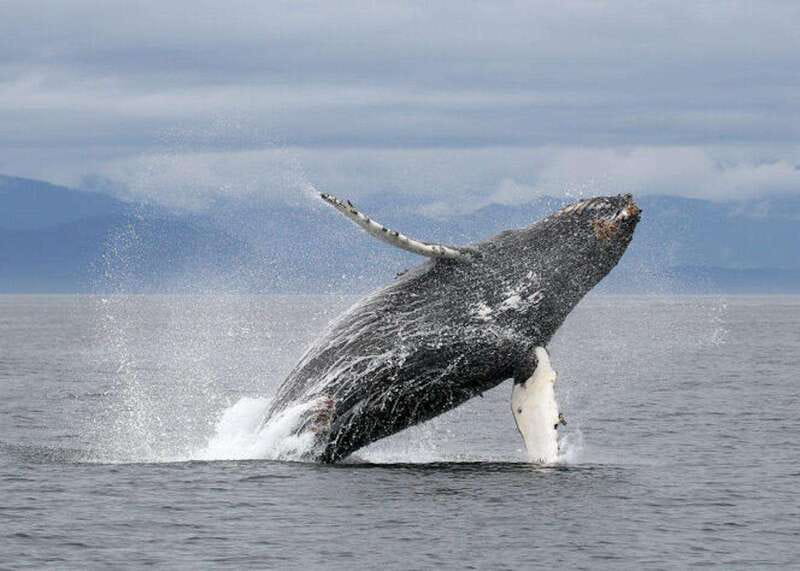 Vancouver, BC: Whale Watching Tour with Guide - Meeting Details and Practical Logistics