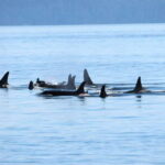 Vancouver: Covered Whale Watching Adventure with Free Photos - The Salish Sea Catamaran: Comfort and Viewing Options