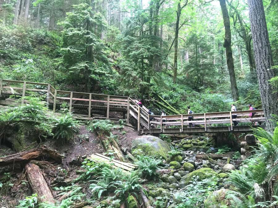 Vancouver: Lynn Canyon Park Hike & Pitt Meadows Bike Tour - Discover Lynn Canyon Park’s Iconic Suspension Bridge