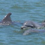 Vanishing Mile Isle Beachcomber Tour - The Route: From Harbour Town to Daufuskie’s Shores